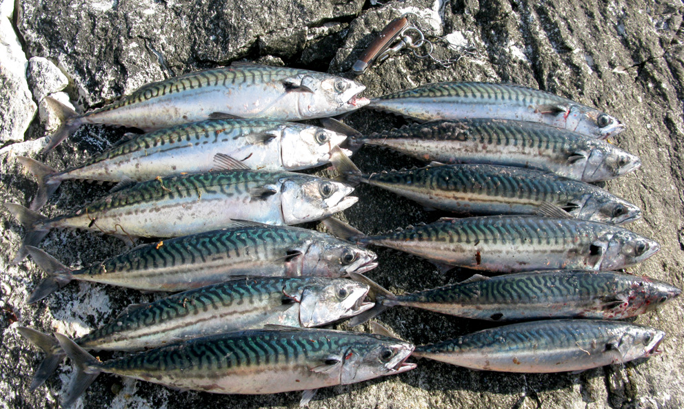 12 fede makreller