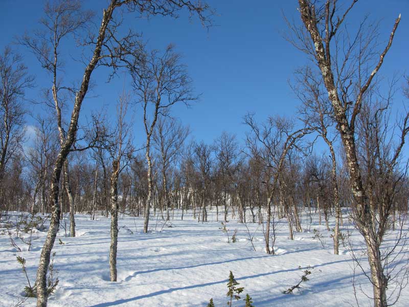 Birketræer - sne og blå himmel