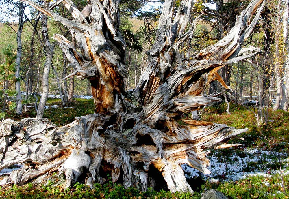 Pludselig står vi over for Skovens Vogter!